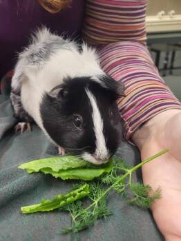Rescue Guinea Pig Guinea Pigs for Adoption in Crystal Lake, Illinois - Azura | PetCurious